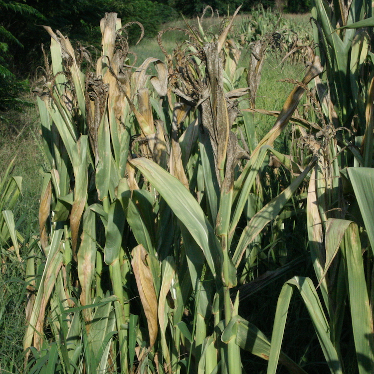 Georgia counties receive drought disaster designations